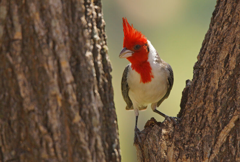 Red-crested Cardinal