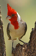 Red-crested Cardinal