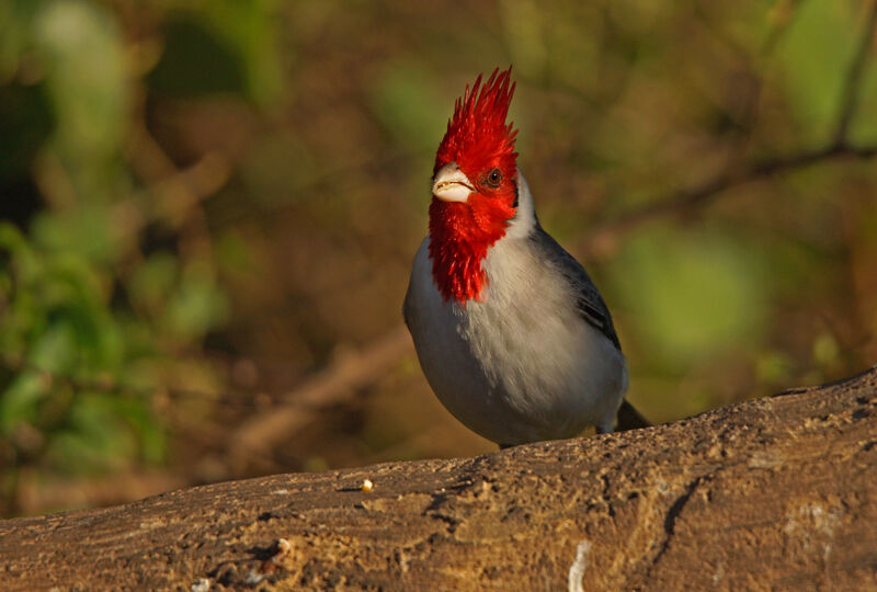 Red-crested Cardinal