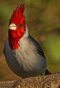 Red-crested Cardinal