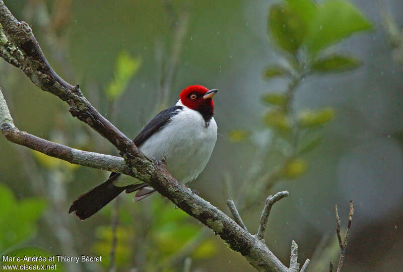 Red-capped Cardinaladult