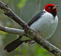 Red-capped Cardinal