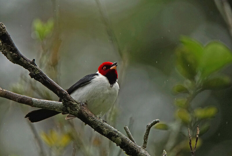 Red-capped Cardinal