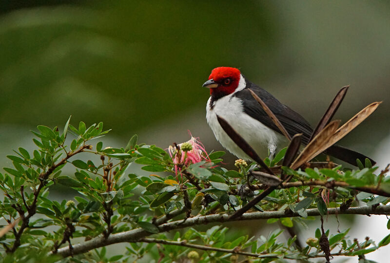 Red-capped Cardinal