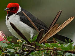 Red-capped Cardinal