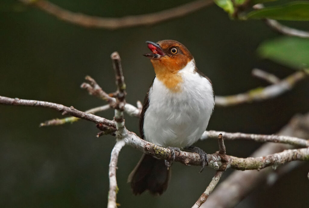 Red-capped Cardinaljuvenile