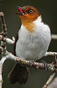 Red-capped Cardinal