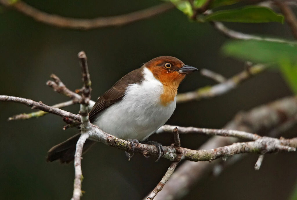 Red-capped Cardinaljuvenile