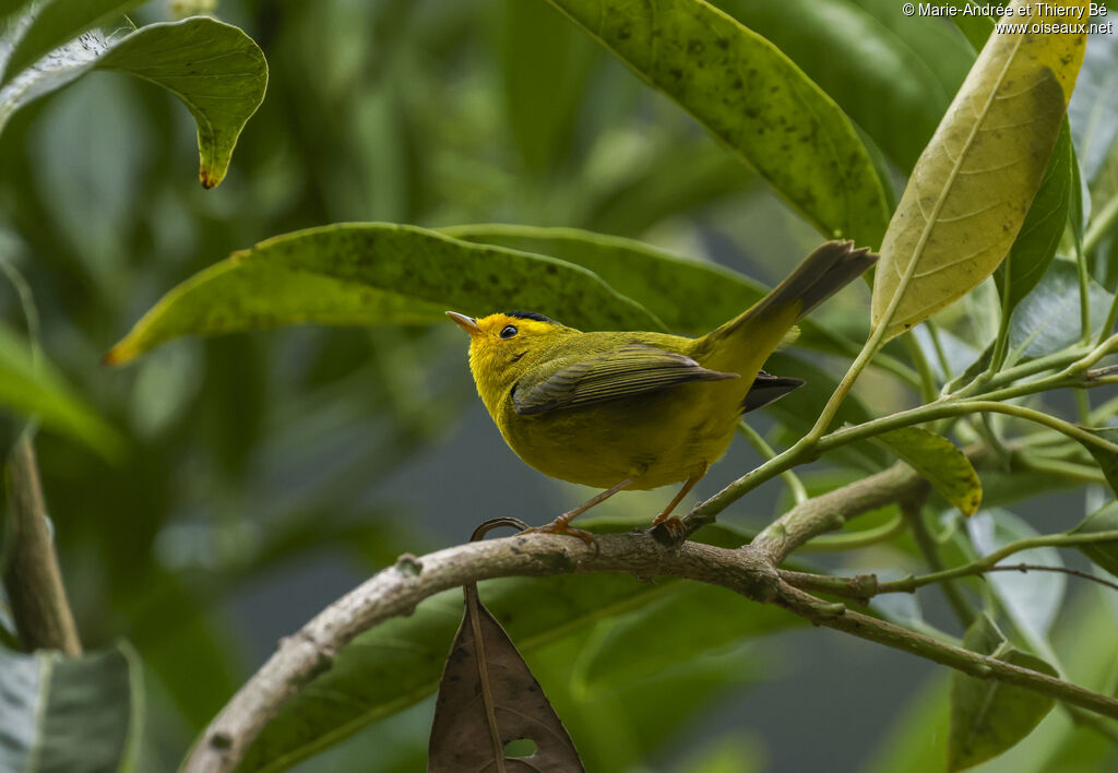 Paruline à calotte noire
