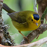 Paruline à calotte noire