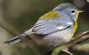 Northern Parula