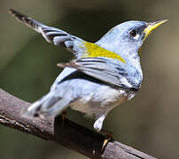 Northern Parula