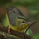 Paruline à couronne dorée