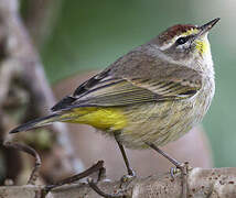 Palm Warbler