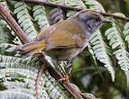 Paruline à diadème