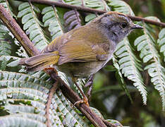 Russet-crowned Warbler