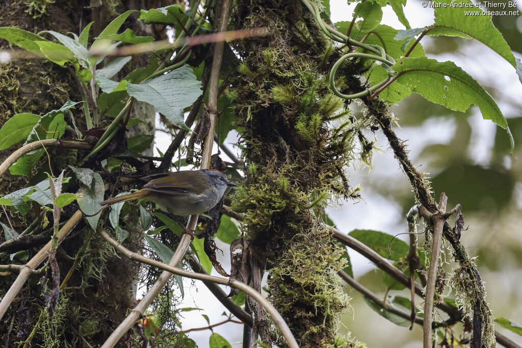 Paruline à diadème