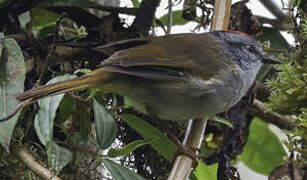 Russet-crowned Warbler