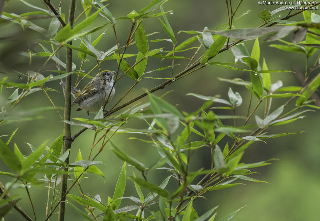 Paruline à flancs marron