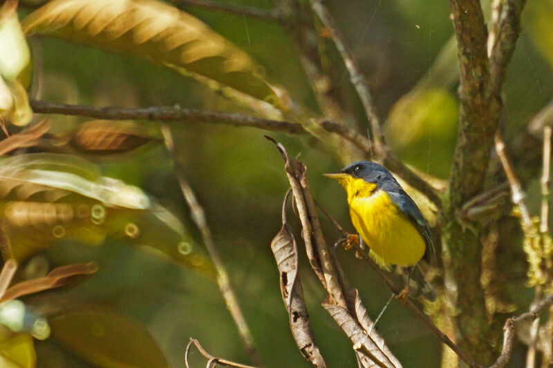 Tropical Parula