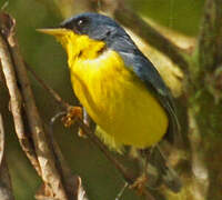 Tropical Parula