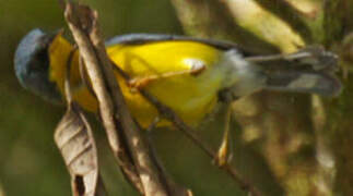 Tropical Parula