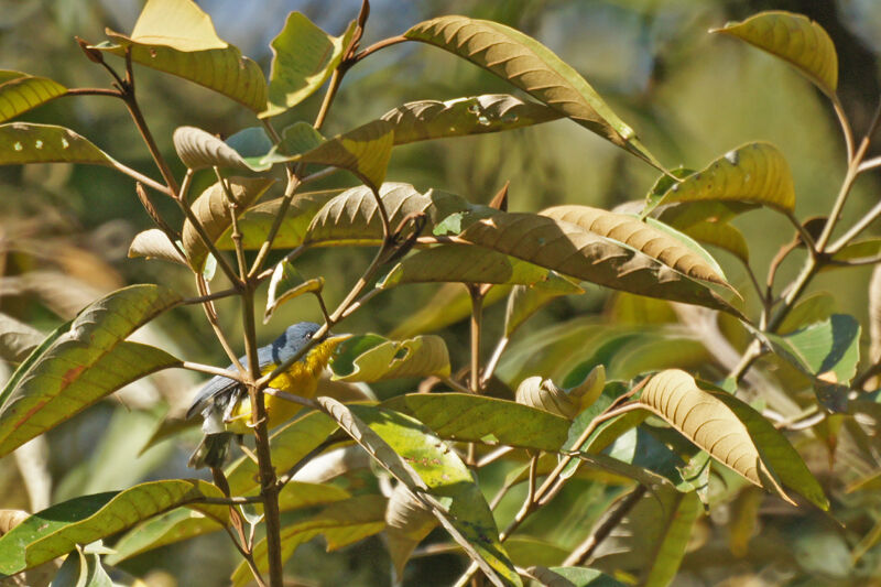 Tropical Parula