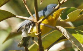 Tropical Parula