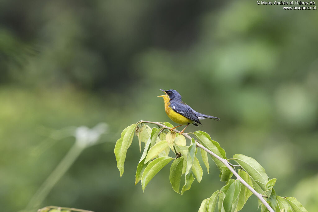 Tropical Parula