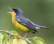 Tropical Parula