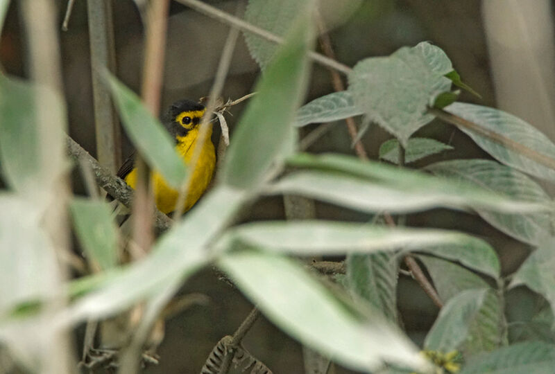 Paruline à lunettes