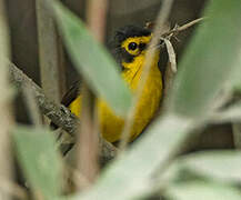 Spectacled Whitestart