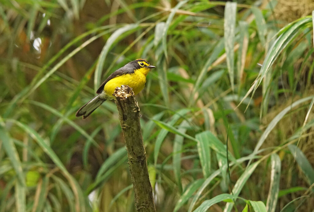 Spectacled Whitestart