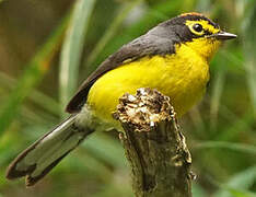 Spectacled Whitestart