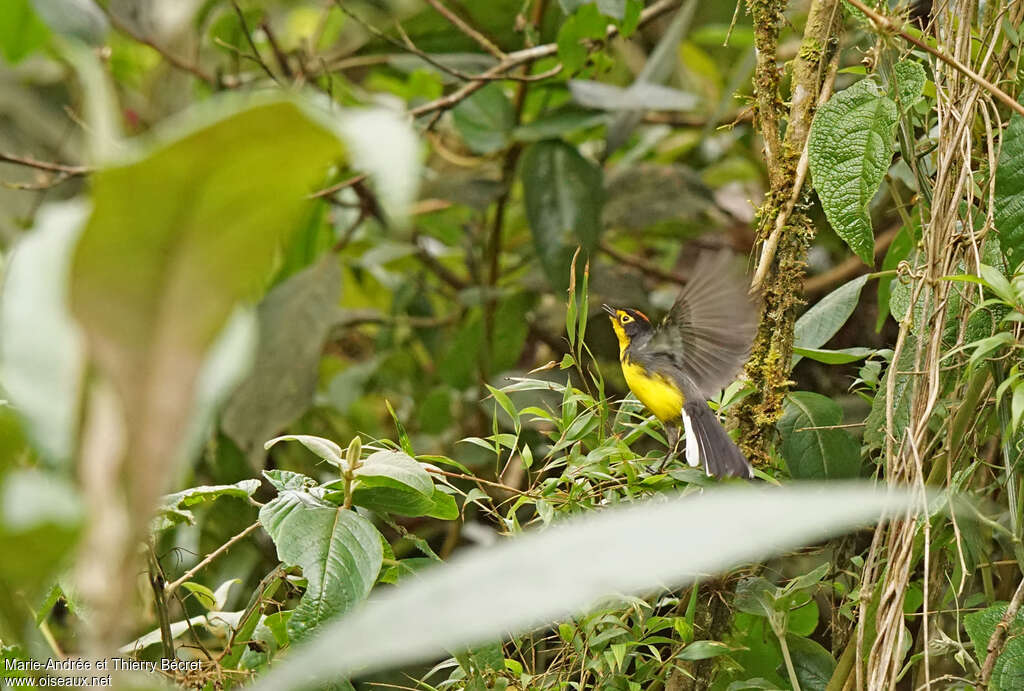 Spectacled Whitestartadult, Flight