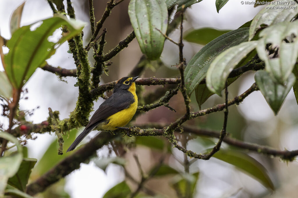 Spectacled Whitestart