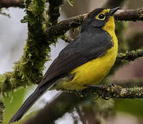 Spectacled Whitestart