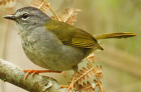 White-rimmed Warbler