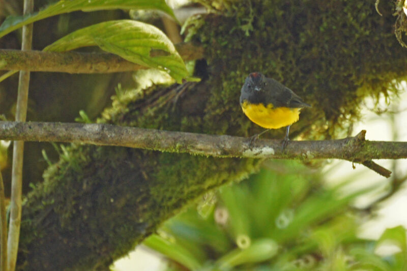 Paruline ardoisée