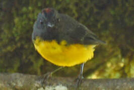 Slate-throated Whitestart