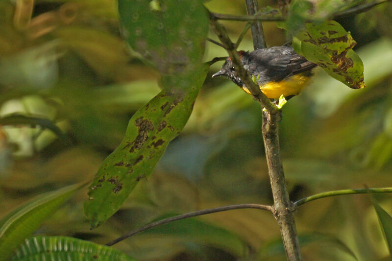 Slate-throated Whitestart