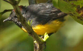 Slate-throated Whitestart