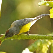 Slate-throated Whitestart