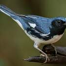 Paruline bleue