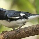 Paruline bleue