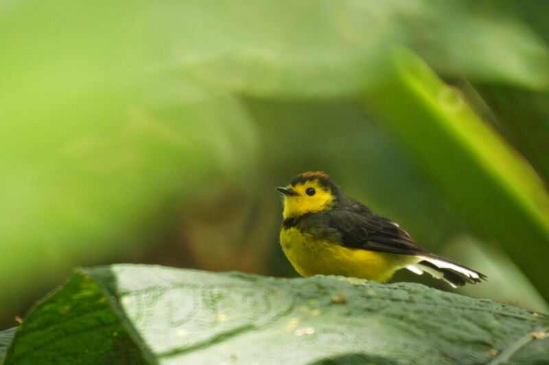 Collared Whitestart