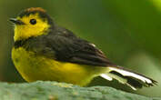 Paruline ceinturée