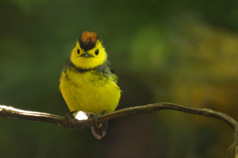 Paruline ceinturée