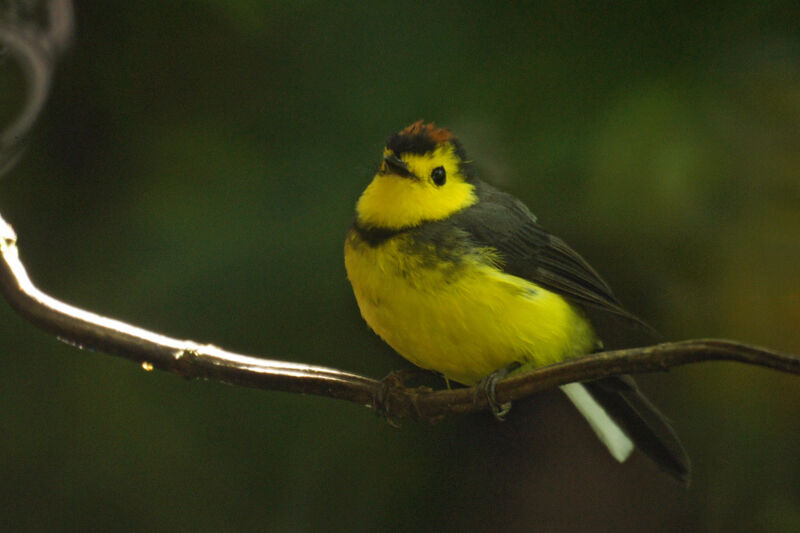 Collared Whitestart