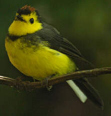 Paruline ceinturée